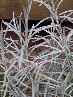 Currykraut, Helichrysum italicum