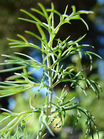 Dill, Anethum graveoleus