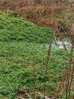 Brunnenkresse, Nasturtium officinale