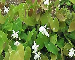 Epimedium diphyllum, Elfenblumen