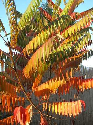 Der Essigbaum