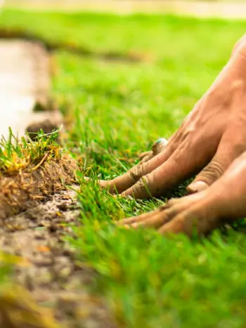 Frisch angelegter Rasen benötigt mehr Aufmerksamkeit - Zum vergrößern klicken Frisch angelegter Rasen benötigt mehr Aufmerksamkeit