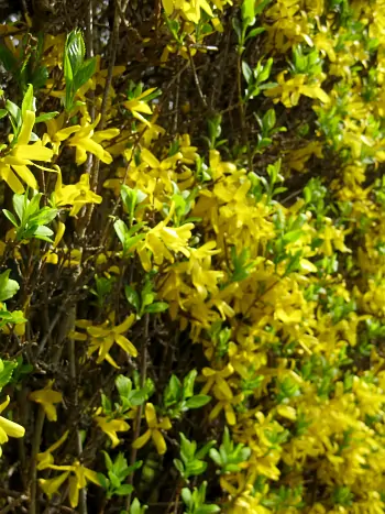 Forsythienhecke in voller Frühjahrsblüte mit leuchtend gelben Blüten und ersten frischen Blättern.