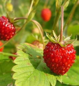 Fragaria chiloensis