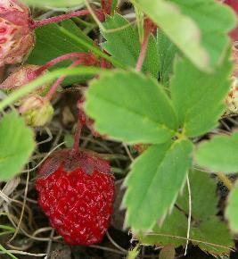 Fragaria virginiana