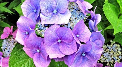 Hortensie: Herbstarbeiten im Garten