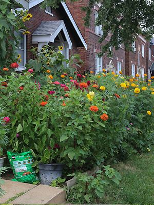 Stauden und Blumen