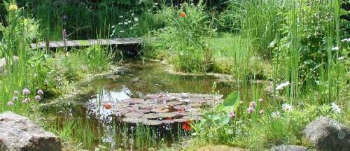 Gartenteich: Eine kleine Oase im Garten