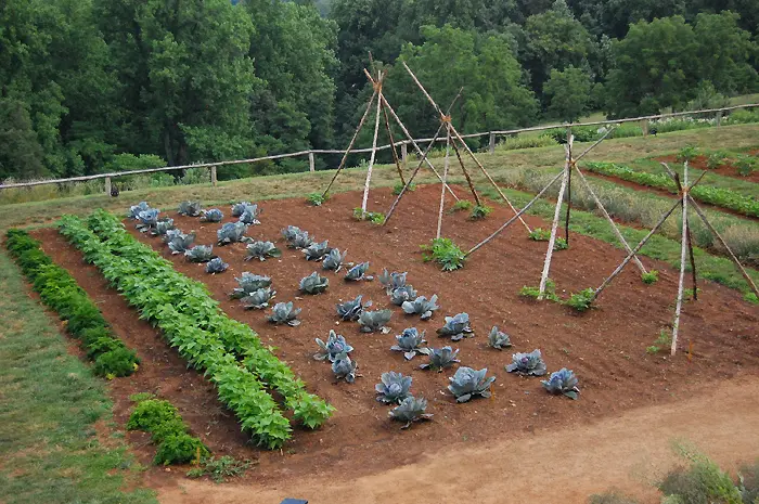 Gemüsegarten ohne Unkraut