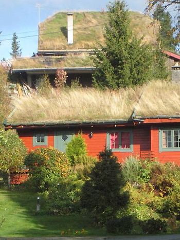 Grünes Hausdach
