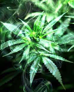 Hanf, auch Gras, Weed oder Cannabis