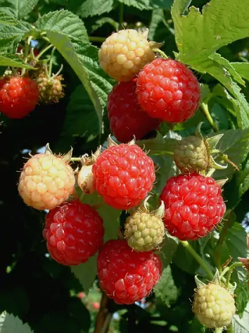 Frische Gartenhimbeeren