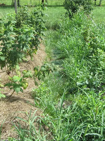 gemulchte Himbeeren links, rechts ungemulcht