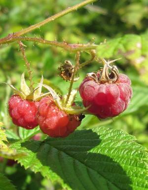 Himbeeren 