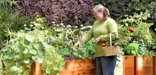 Hochbeet - ernten ohne bücken