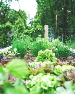 Hochbeet - Zum vergrößern klicken Hochbeet mit Pflanzöpfen und Gartenkräutern