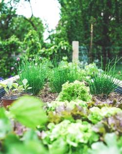 Hochbeet mit Pflanzöpfen und Gartenkräutern