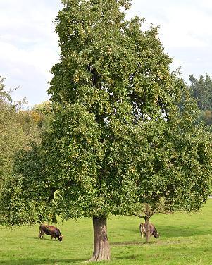 Ein Birnen- und drei Apfel-Hochstammbäume