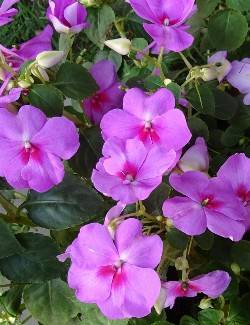 Impatiens