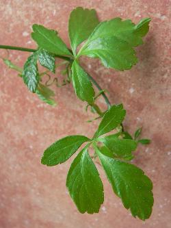 Blatt der Gynostemma pentaphyllum