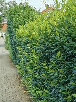 Kirschlorbeer-Hecke