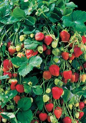 Erdbeeren