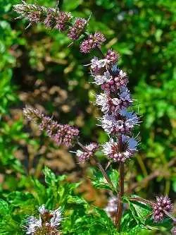 Grüne Minze (Mentha spicata var. crispa): Triebe mit krausen, gesägten Blättern
