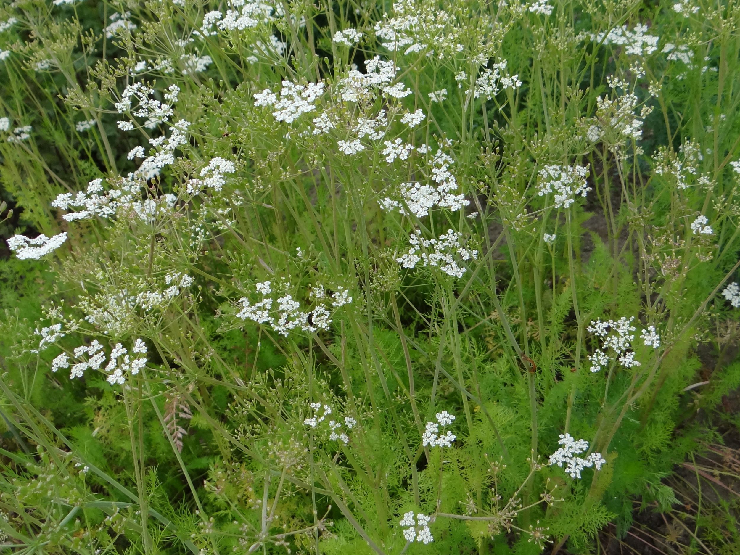 Kümmel im Topf- und Kräutergarten