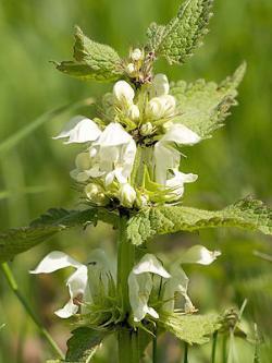 Lamium Album