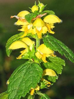 Lamium Galeobdolon