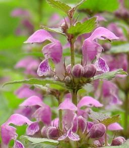 Lamium Maculatum