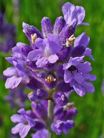 Lavandula angustifolia