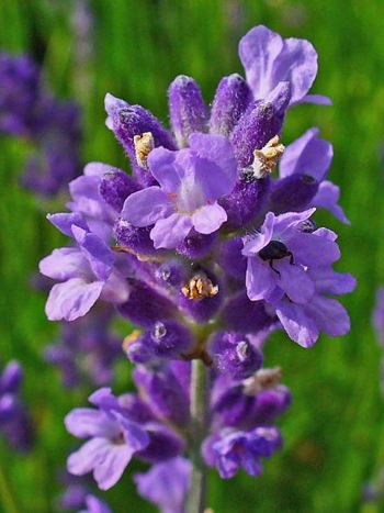 Lavendel- Zum vergrößern klicken Lavendel, Lavandula angustifolia