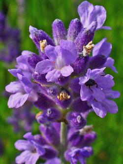 Lavendel, Lavandula angustifolia