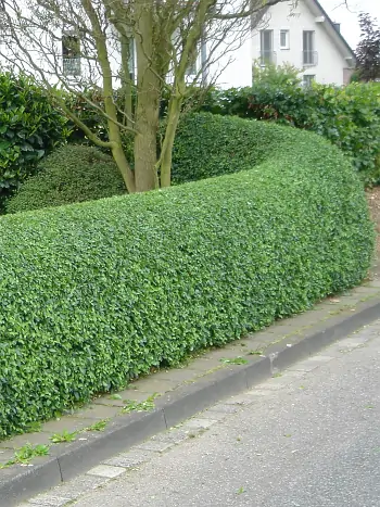 Frisch geschnittene Ligusterhecke (Ligustrum) mit gepflegter, geschwungen verlaufender Form entlang einer Wohnstraße.