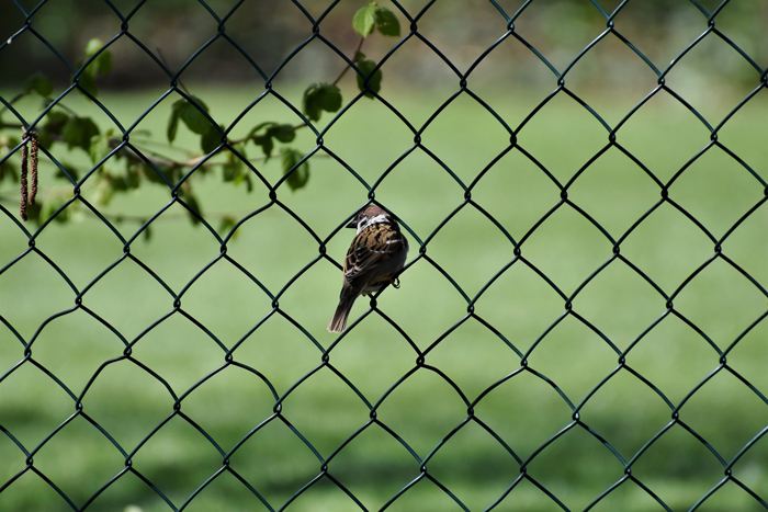 Spatz auf einem Masdchendrahtzaun