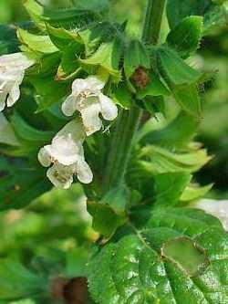 Melisse, Melissa officinalis