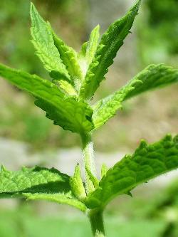 Mentha spicata