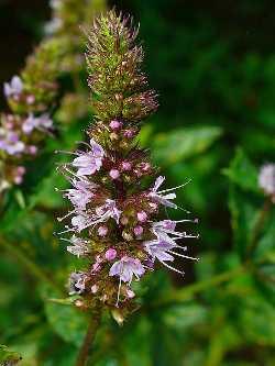 Mentha spicata var. viridis