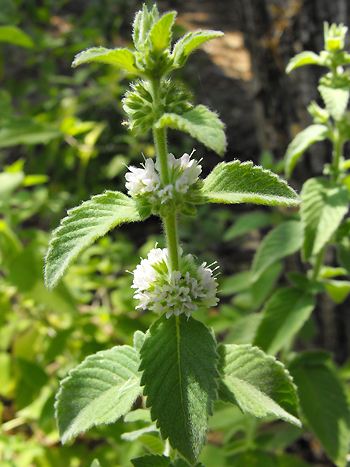 Mentha arvensis