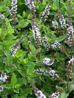 Mojito-Minze (Mentha nemorosa): buschige Pflanze mit rundlich-eiförmigen, behaarten Blättern
