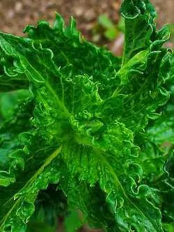 Nanaminze (Mentha spicata var. crispa): dicht beblätterte Triebe mit hellgrünen, gesägten Blättern