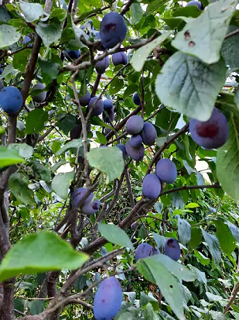 Pflaumenbaum mit Früchten