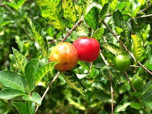 Obstbaum