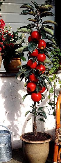 Obstbaum im Kübel