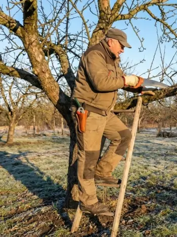 Obstbaumschnitt im Winter - Zum vergrößern klicken Obstbaumschnitt an einem sonnigen Wintertag