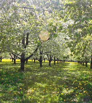 Obstplantage