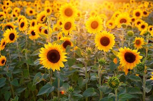 Sonnenblumen / Ölpflanzen