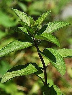 Pfefferminze, Mentha × piperita