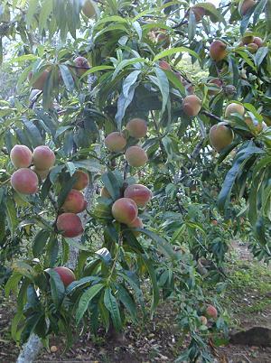 Pfirsichbaum
